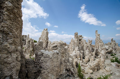 Low angle view of plants growing on rock against sky