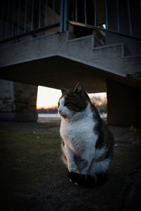 Cat looking away while sitting outdoors