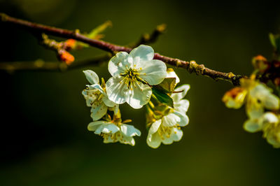 Close-up of cherry blossoms in spring