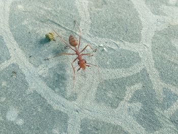 High angle view of spider on wall