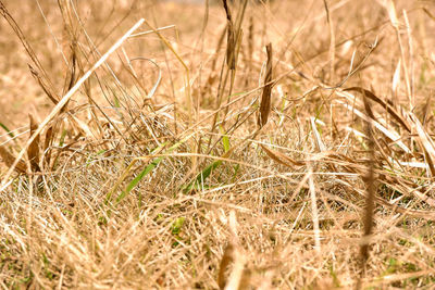 Close-up of crops on field