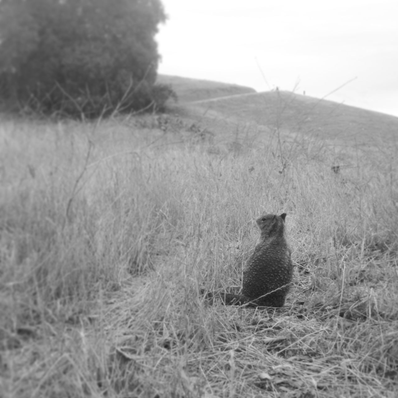 animal themes, one animal, grass, animals in the wild, field, bird, wildlife, mammal, grassy, domestic animals, nature, outdoors, domestic cat, no people, day, side view, plant, sky, two animals, focus on foreground