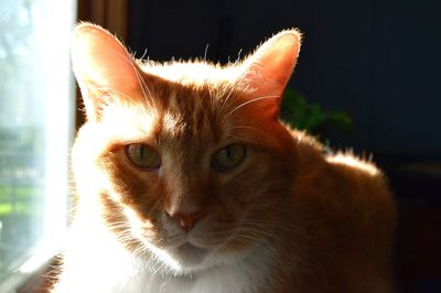 Close-up portrait of cat