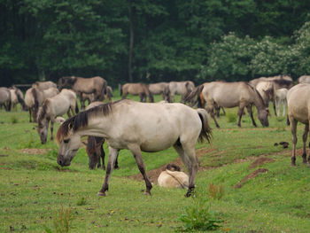 Wild horses in germany