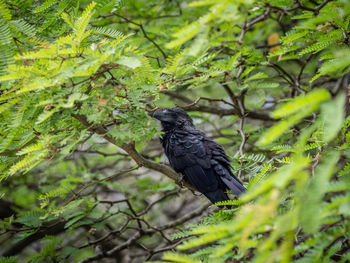 Bird perching on a tree