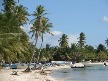 Scenic view of palm trees on beach