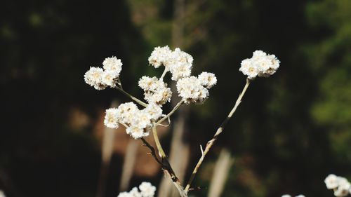 Close-up of white flowers blooming outdoors