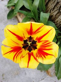 Close-up of yellow flower