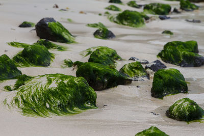 Moss covered rocks at beach