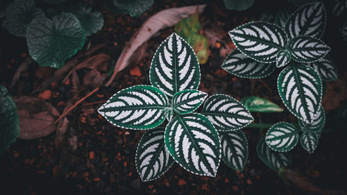 Directly above shot of plants