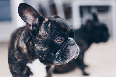 Close-up of a dog