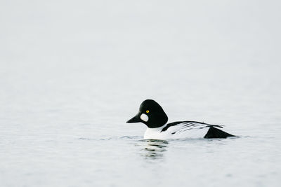 Duck swimming in lake