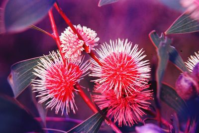 Close-up of red spiked flowers