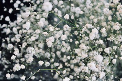 Close-up of white cherry blossoms in spring