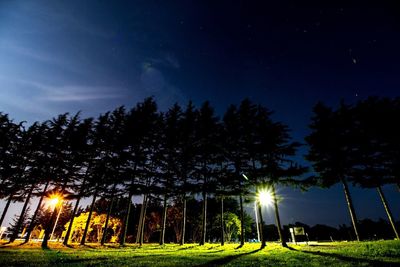 Low angle view of trees against sky at night