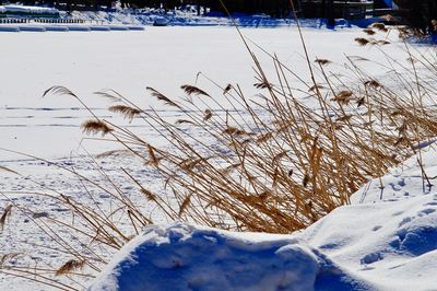 Frozen tree during winter