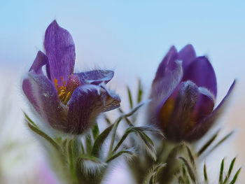Close-up of purple crocus flowers