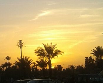 Silhouette of palm trees at sunset