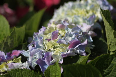 Close-up of purple flowering plants