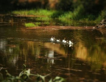 Reflection of trees in water