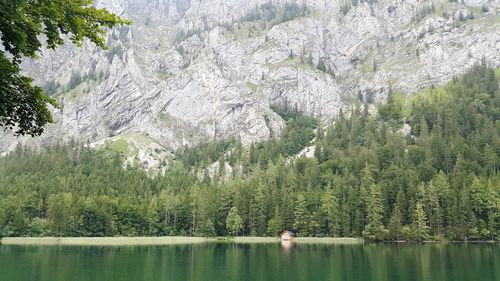 Scenic view of lake and pine trees in forest