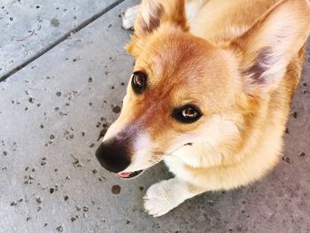 High angle portrait of dog