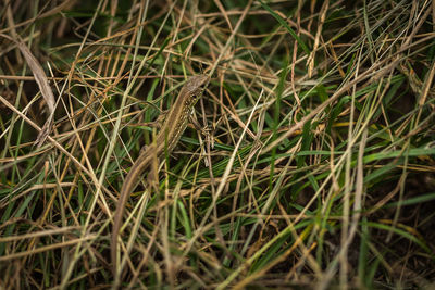 Close-up of grass