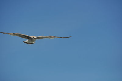 Low angle view of birds against blue sky