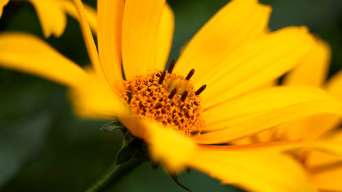 Close-up of yellow flower blooming outdoors