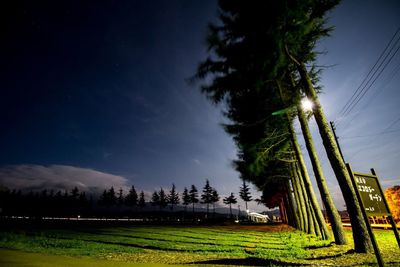 Trees against sky at night