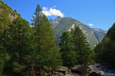 Scenic view of trees and mountains against sky