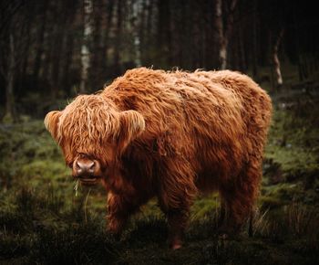 Highland cattle in a field