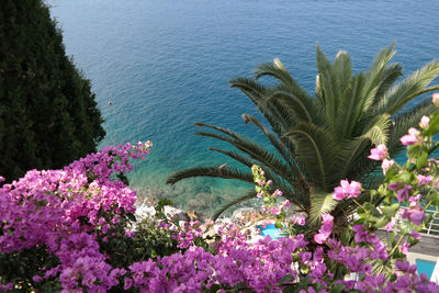 Plants by sea against trees