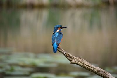 Bird perching on branch