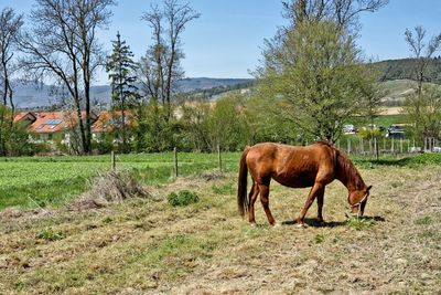 Horse standing on land