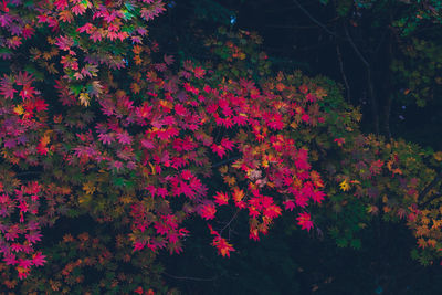 Red flowering plants during autumn