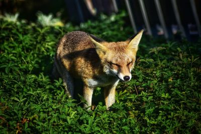 View of a cat on field