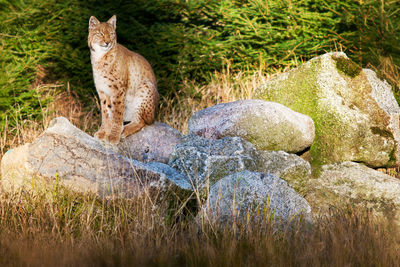 Cat sitting on rock