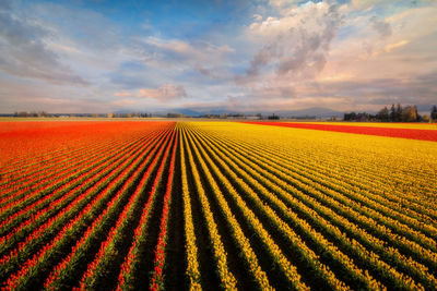 Tulip fields in the skagit valley. tulip rows seen during the skagit valley tulip festival.