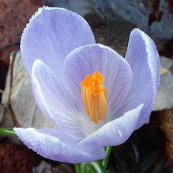 Close-up of purple flowers blooming