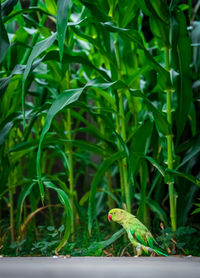 Close-up of a bird on a field
