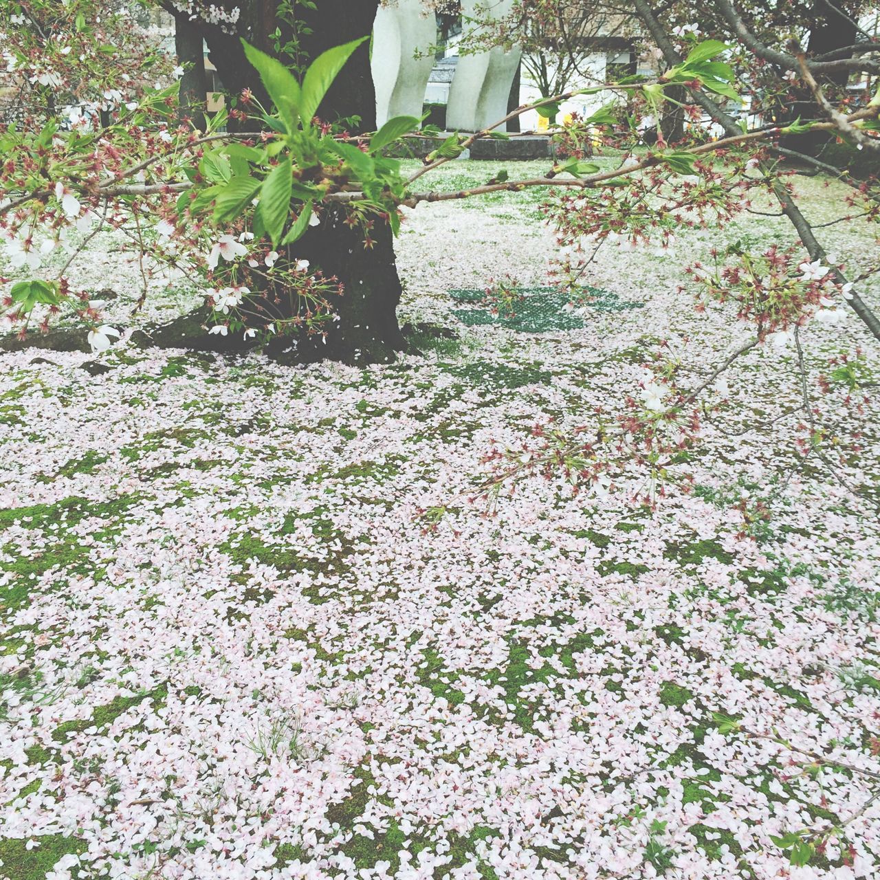 flower, growth, freshness, plant, beauty in nature, fragility, nature, blooming, leaf, blossom, petal, in bloom, white color, tree, green color, day, growing, springtime, park - man made space, outdoors