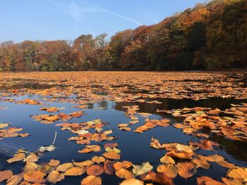 Autumn leaves floating on water against sky