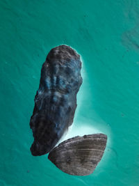 High angle view of fish swimming in sea