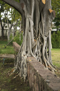 Trees in park