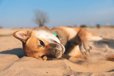 Dog lying down on land