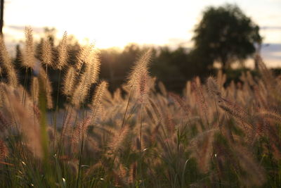 Close-up of plants on field