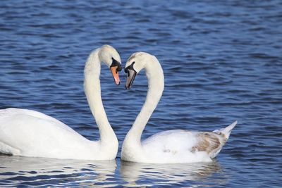 Swans courting on lake