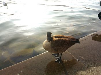 Bird in water