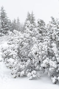 Snow covered trees in forest
